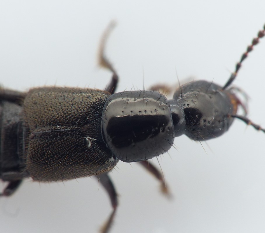 Philonthus puella (Bisnius puella)