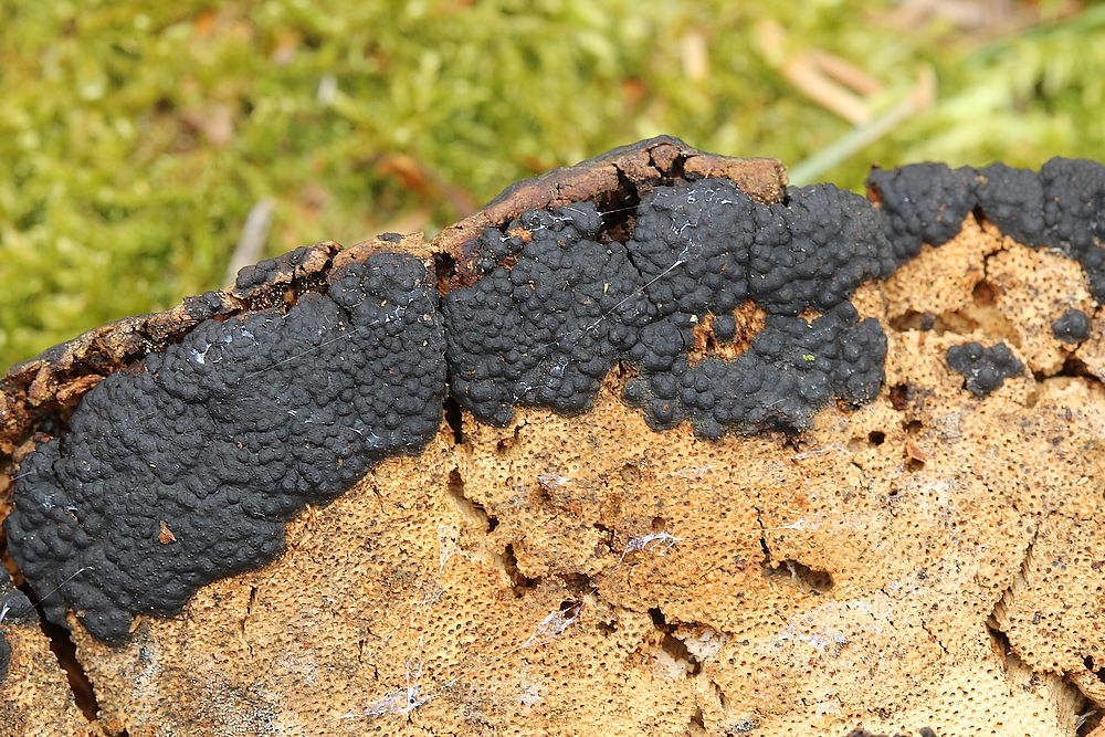 Hovpore-Kuldyne (Nemania reticulata)