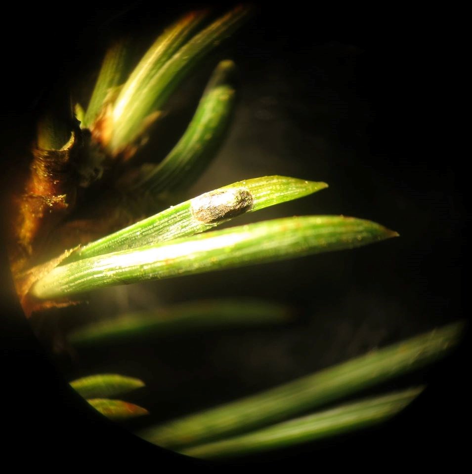 Dynaspidiotus abietis (Dynaspidiotus abietis)