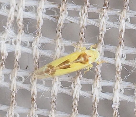 Edwardsiana gratiosa (Edwardsiana gratiosa)