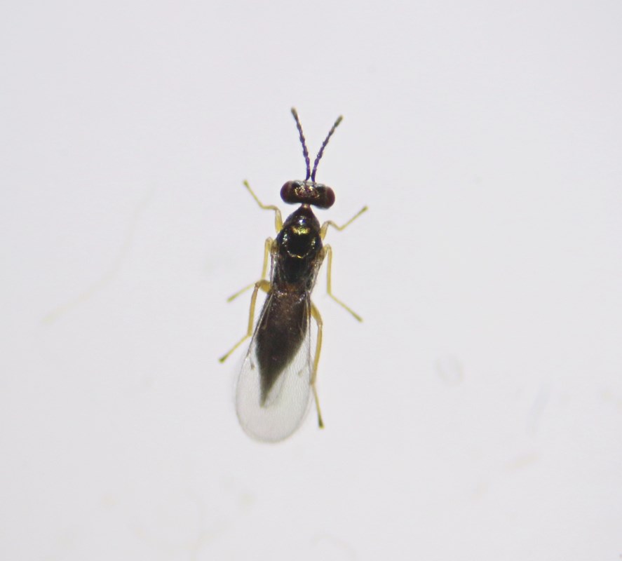 Aprostocetus orithyia (Aprostocetus orithyia)