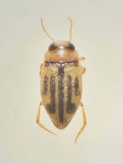 Hydroglyphus hamulatus (Hydroglyphus hamulatus)