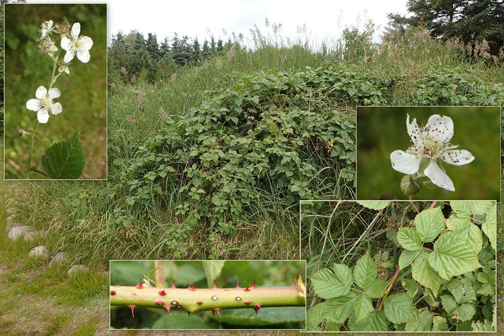 Bølgebladet Hasselbrombær (Rubus pruinosus)