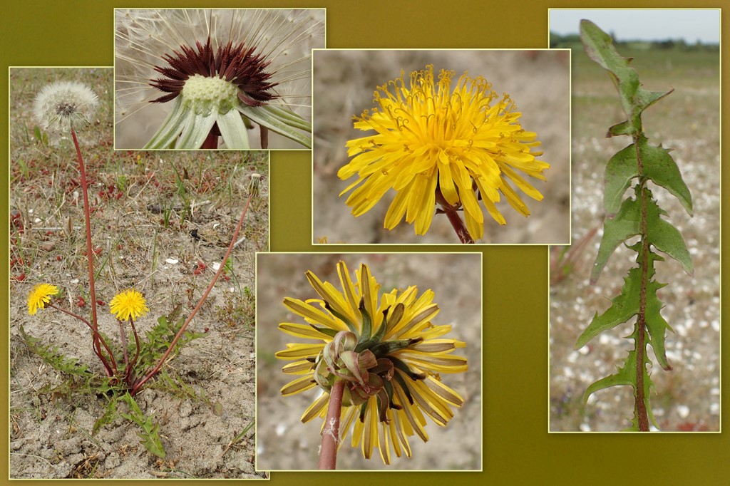 Skarp Sandmælkebøtte (Taraxacum acutilimbatum)