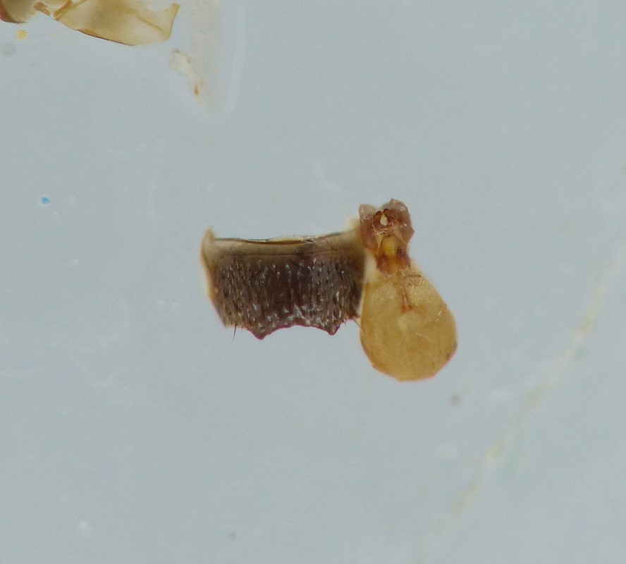 Atheta coriaria (Atheta coriaria)