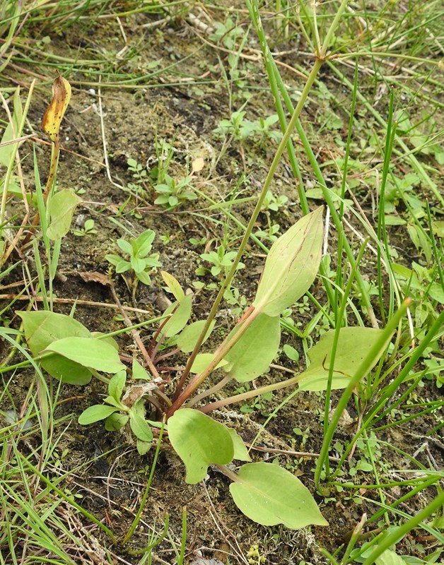 Vejbred-Skeblad, submers (Alisma plantago-aquatica f. submersum)