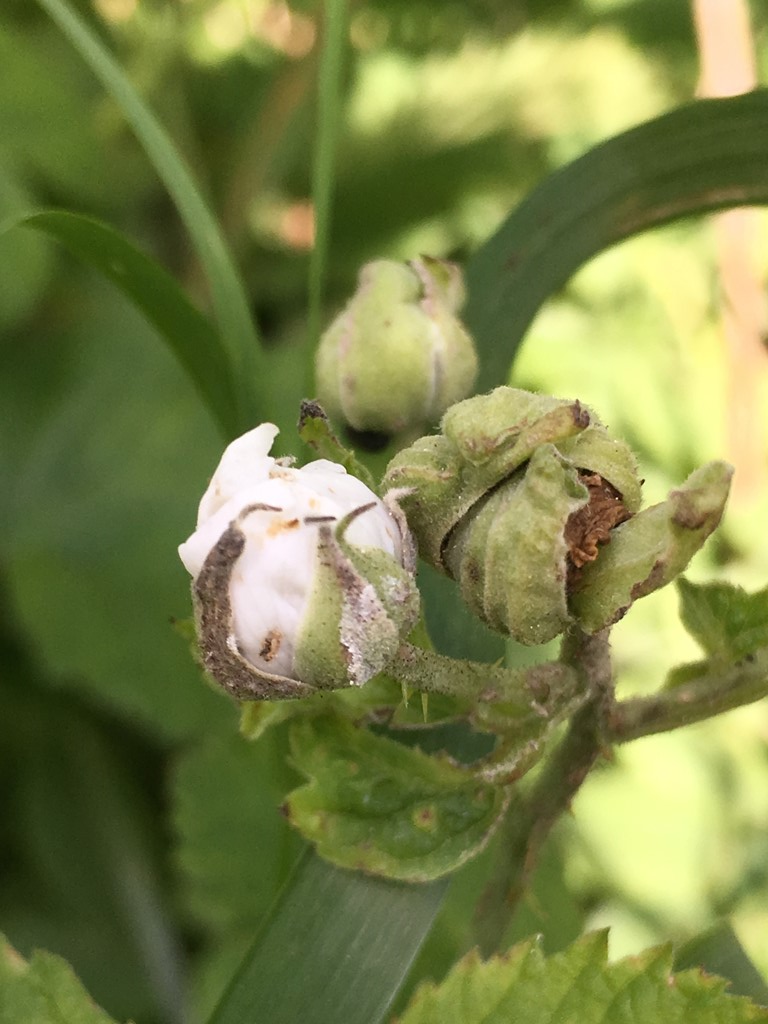 Contarinia rubicola (Contarinia rubicola)