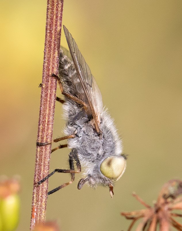 Atylotus sublunaticornis (Atylotus sublunaticornis)
