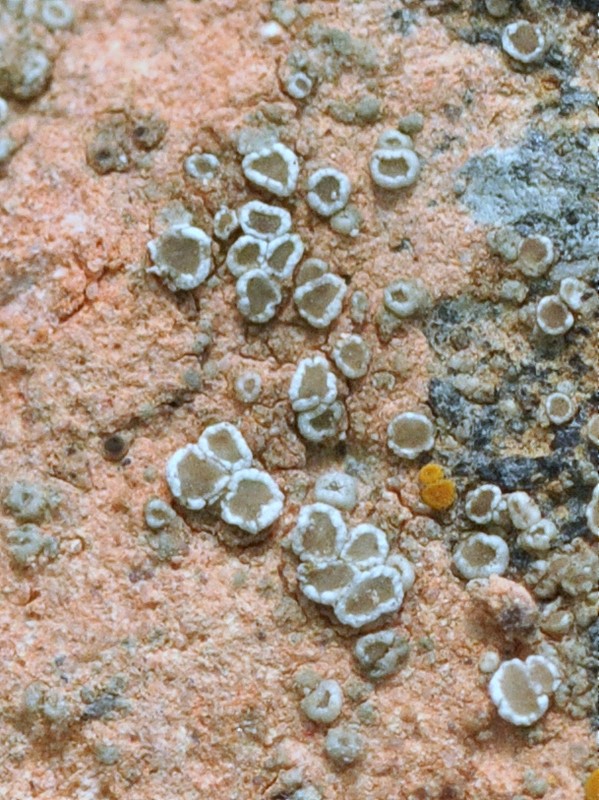 Beton-Kantskivelav (Lecanora crenulata)