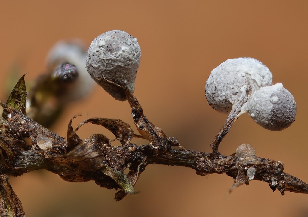 Physarum bitectum (Physarum bitectum)