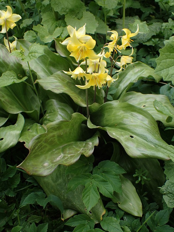 Erythronium tuolumnense (Erythronium tuolumnense)