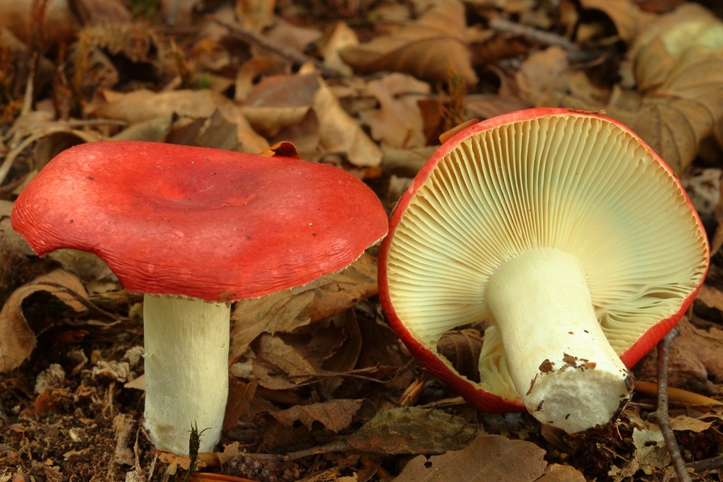 Lille Gift-Skørhat (Russula mairei)