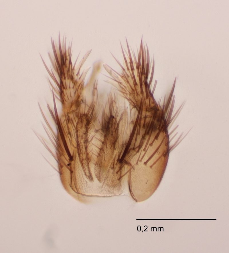 Exechia lucidula (Exechia lucidula)