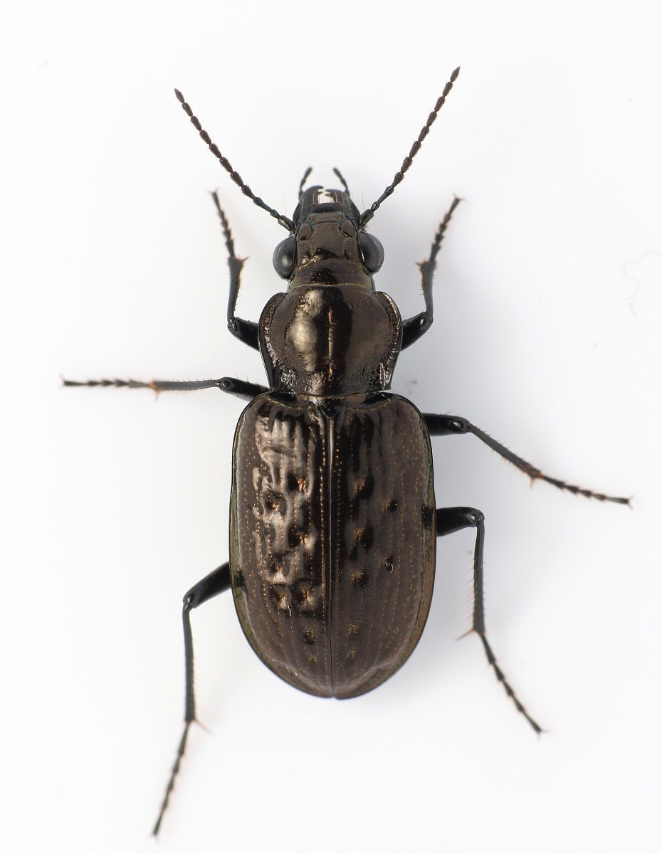 Grubeløber (Blethisa multipunctata)