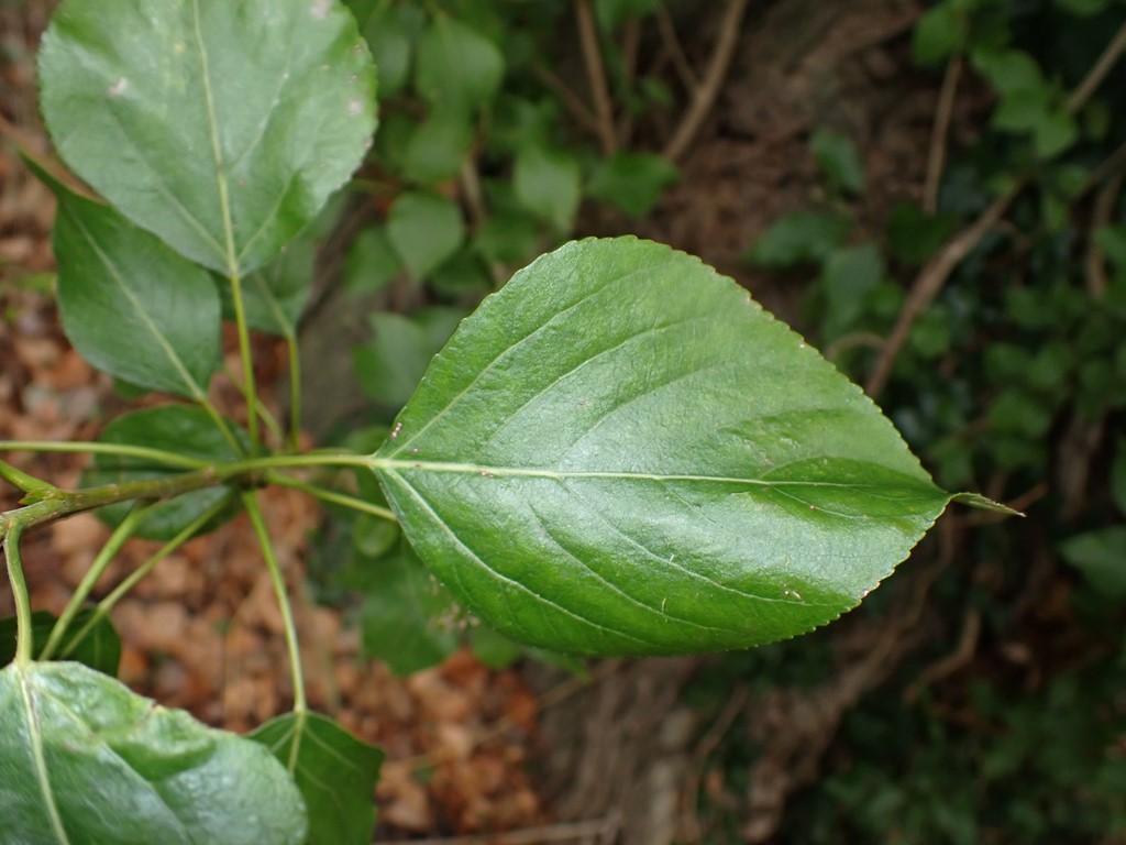 Berliner-Poppel (Populus x berolinensis)