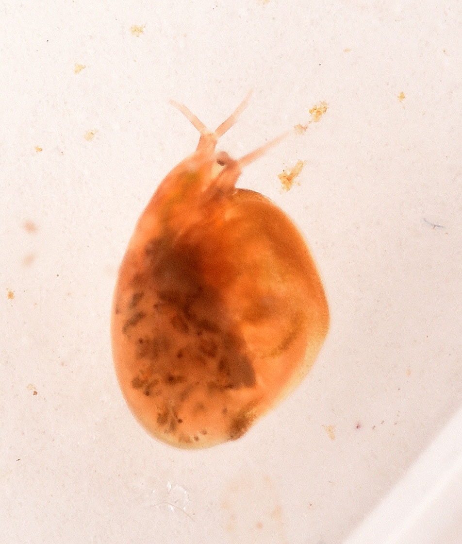 Simocephalus vetulus (Simocephalus vetulus)