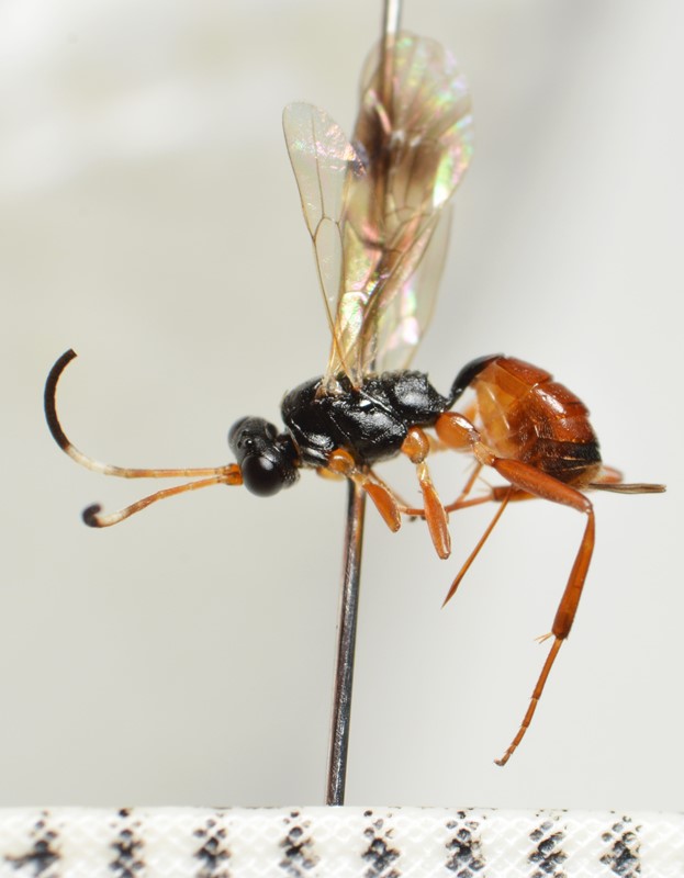 Orthizema subannulatum (Orthizema subannulatum)