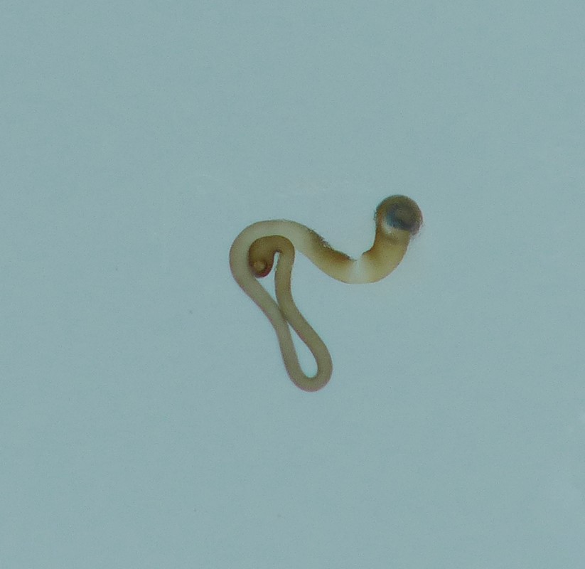 Atheta occulta (Atheta occulta)