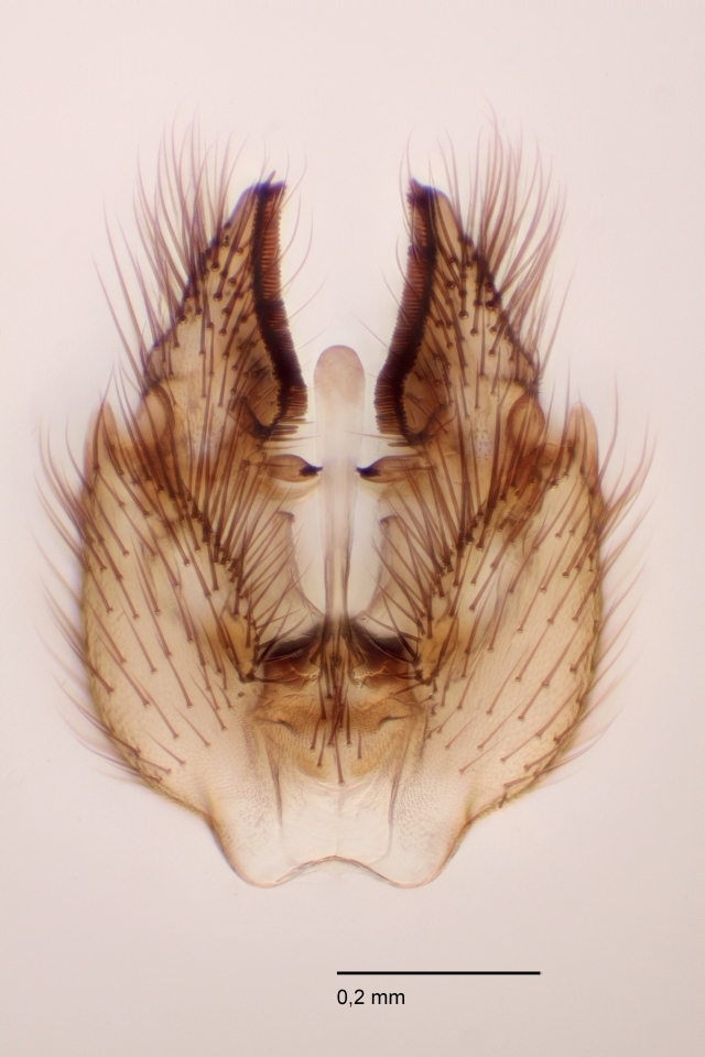 Exechiopsis fimbriata (Exechiopsis fimbriata) Naturbasen