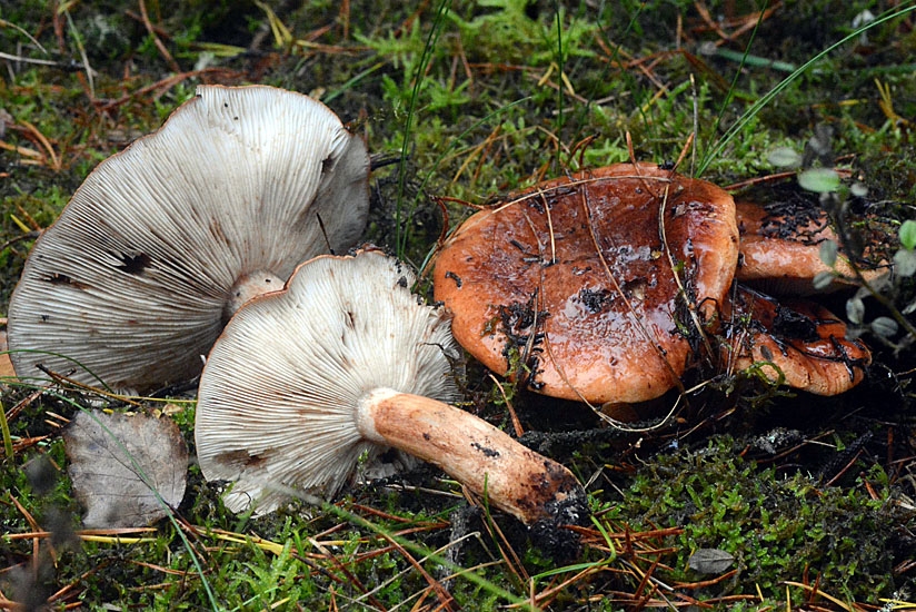 Hvidhalset Ridderhat (Tricholoma batschii)