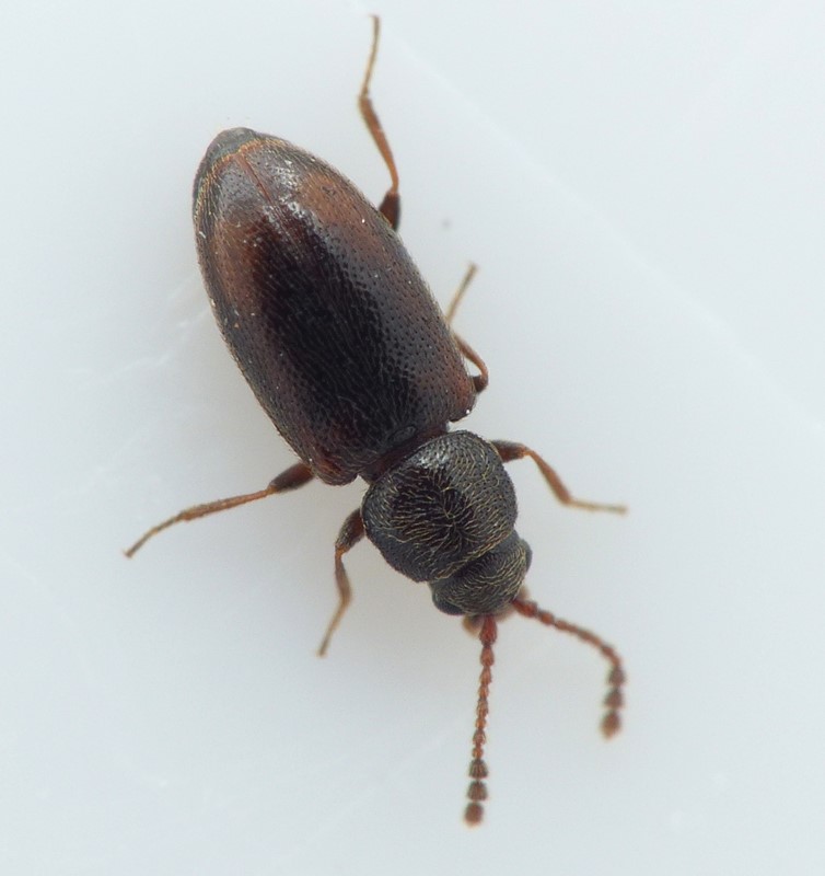Atomaria longicornis (Atomaria longicornis)