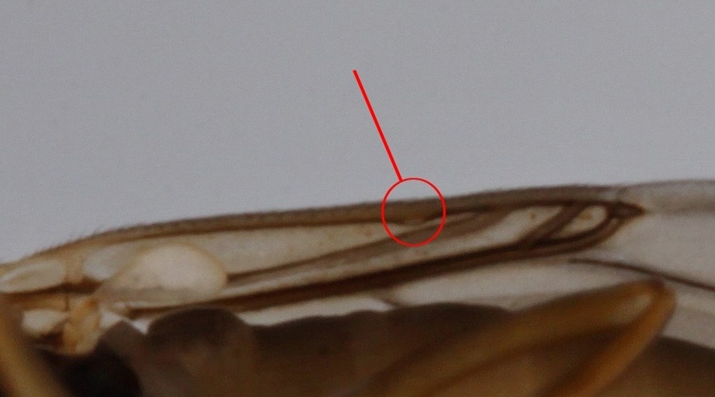 Gymnophora arcuata (Gymnophora arcuata)