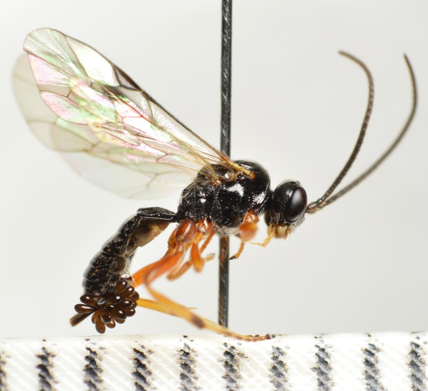 Polyblastus pallicoxa (Polyblastus pallicoxa)