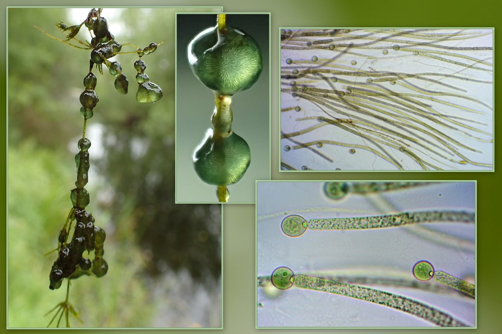 Gloeotrichia pisum (Gloeotrichia pisum)