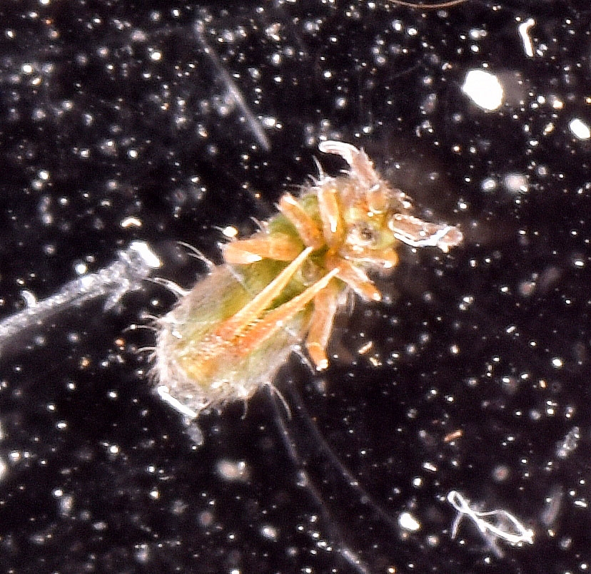 Isotoma caerulea (Isotoma caerulea)