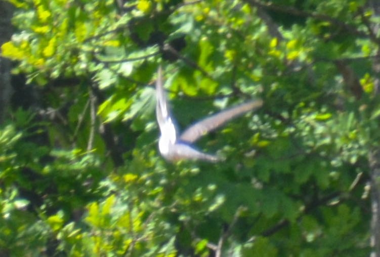 Gøg (Cuculus canorus)
