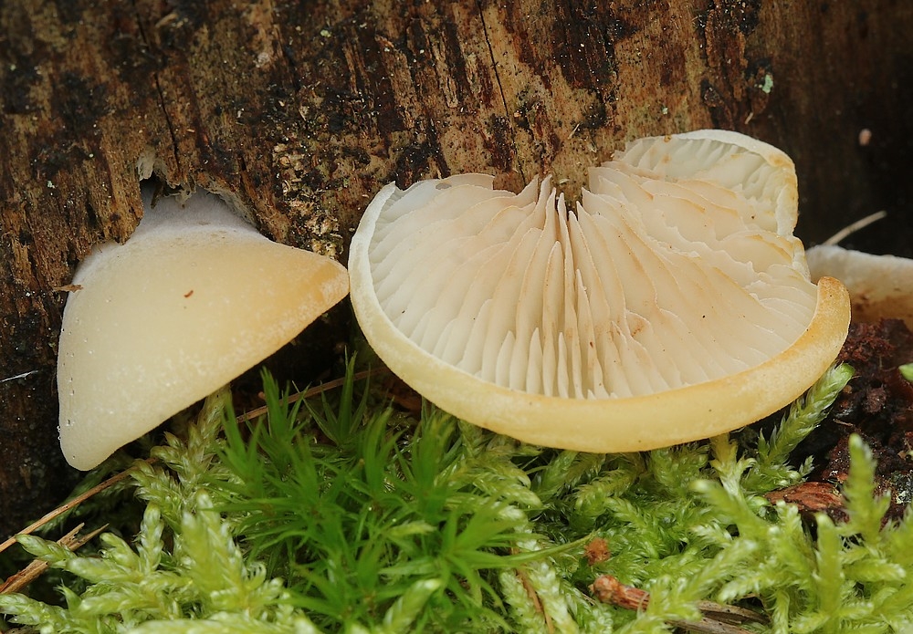 Nåletræs-Muslingesvamp (Crepidotus stenocystis)
