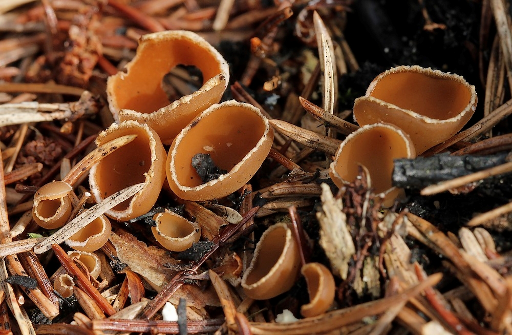 Kulbæger (Geopyxis carbonaria)