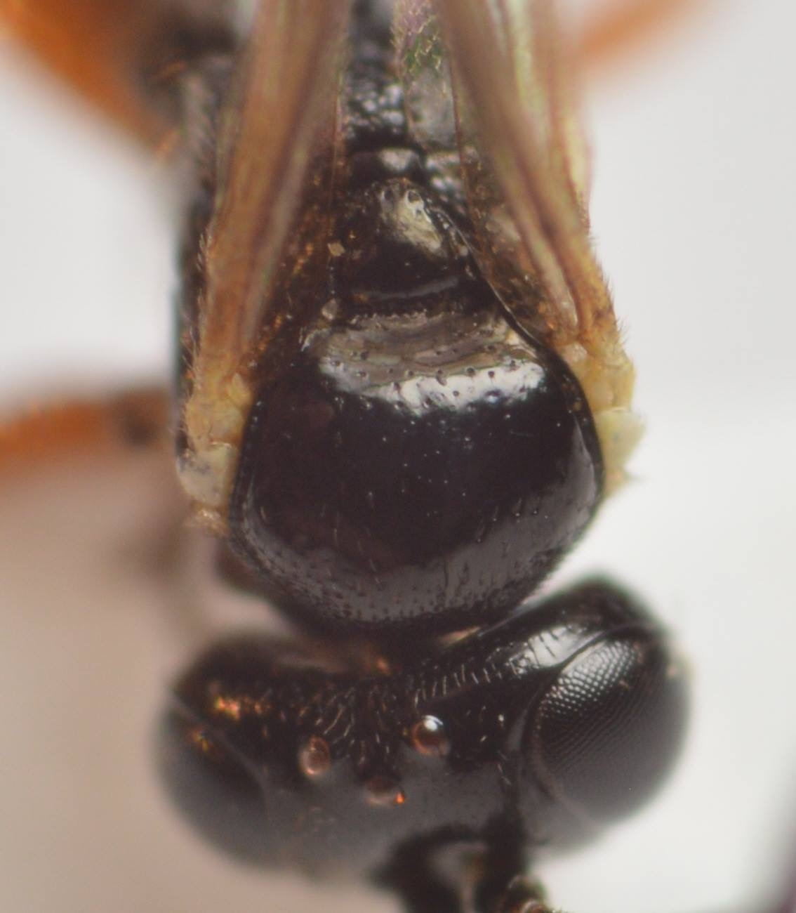 Sussaba erigator (Sussaba erigator)