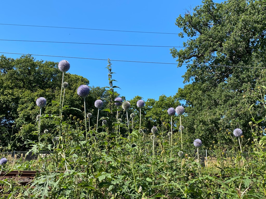 Glat Tidselkugle (Echinops ritro)