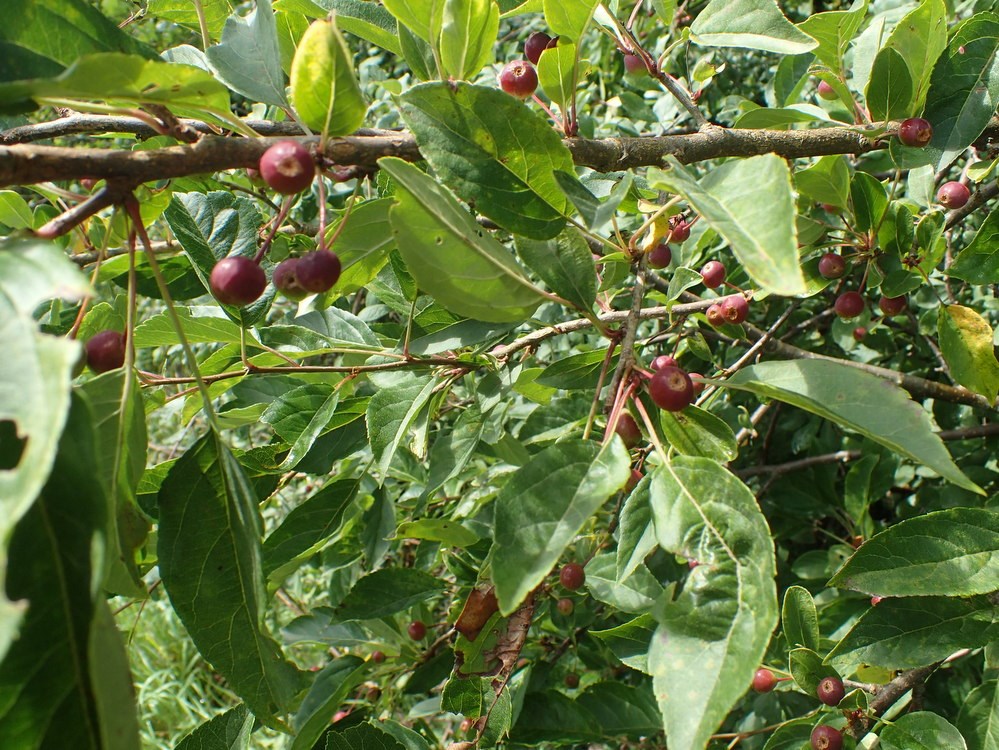 Malus sieboldii (Malus sieboldii)