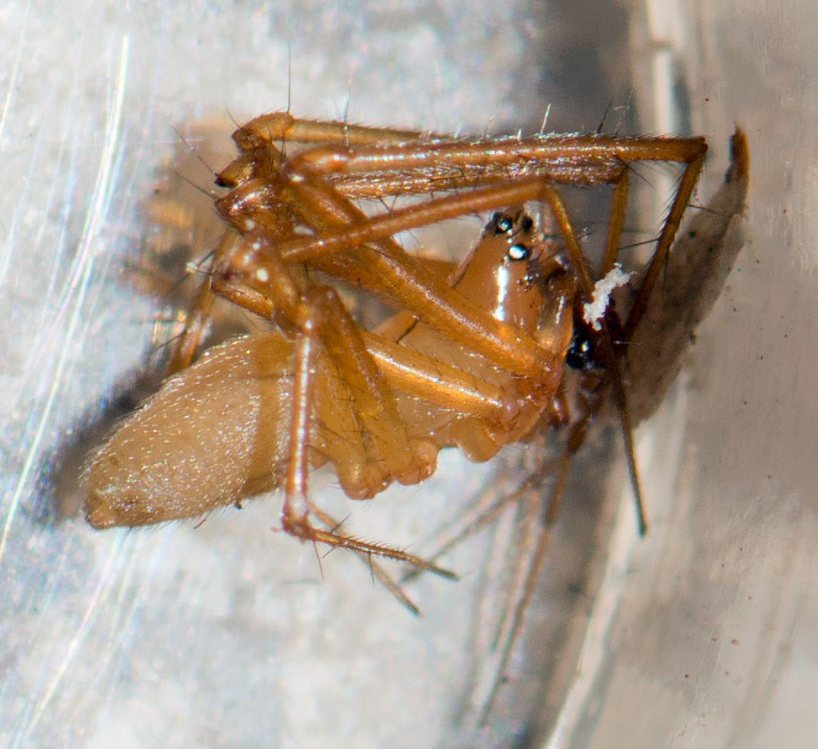 Duskhoved Baldakinspinder (Bolyphantes alticeps)