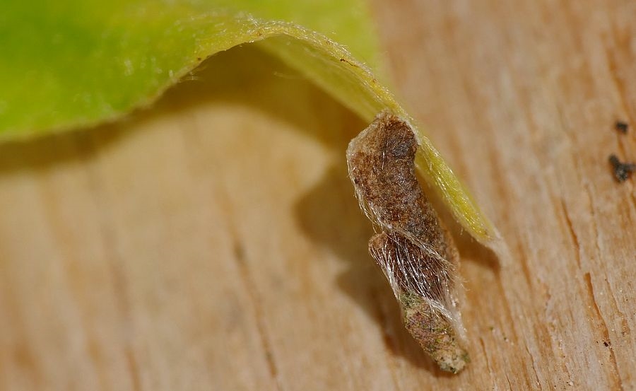 Coleophora lusciniaepennella (Coleophora lusciniaepennella)