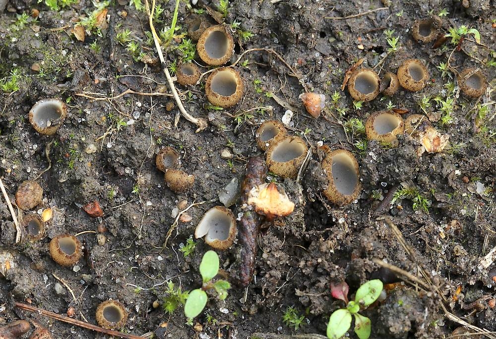 Frit Jordbæger (Geopora tenuis)