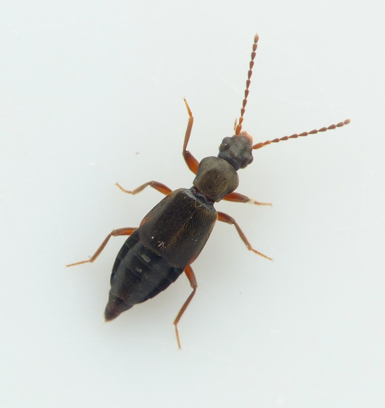 Lesteva pubescens (Lesteva pubescens)