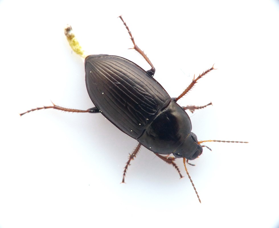 Amara kulti (Amara kulti)