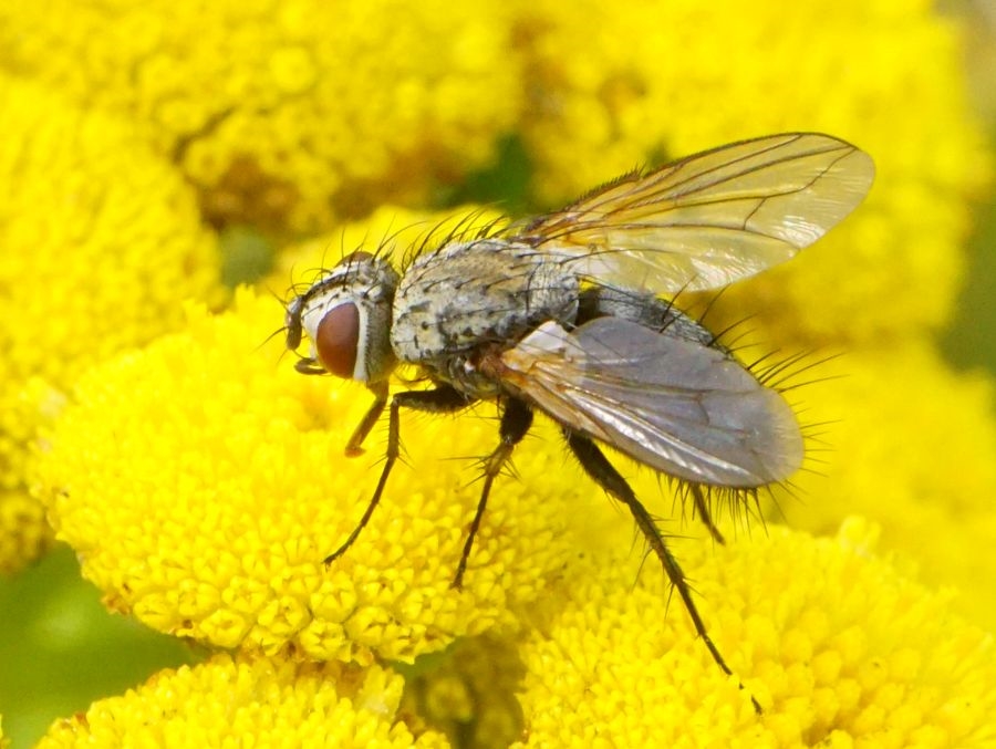Bithia spreta (Bithia spreta)