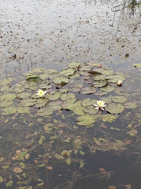 Svovlgul Nøkkerose (Nymphaea x thiona)