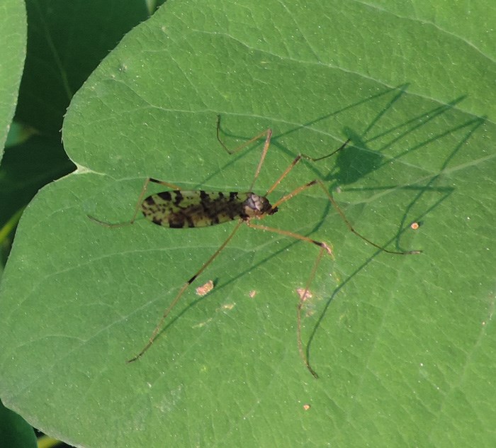 Eloeophila sp. (Eloeophila sp.)