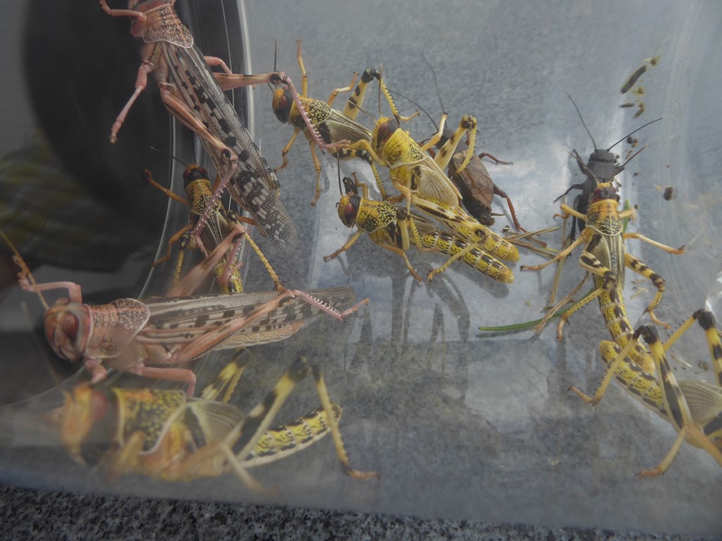 Ørkenvandregræshoppe (Schistocerca gregaria)