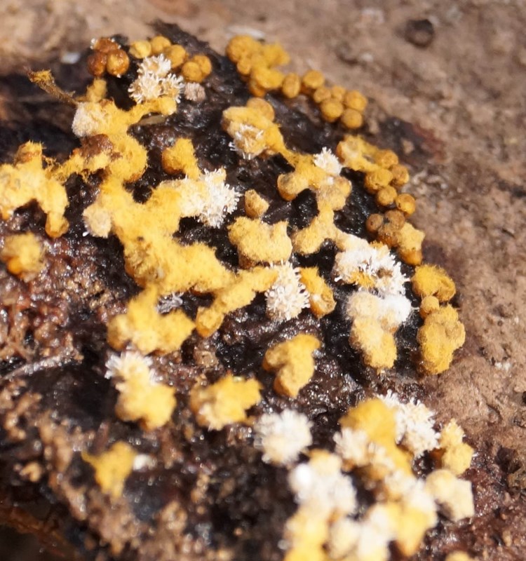 Stilbella byssiseda (Stilbella byssiseda)