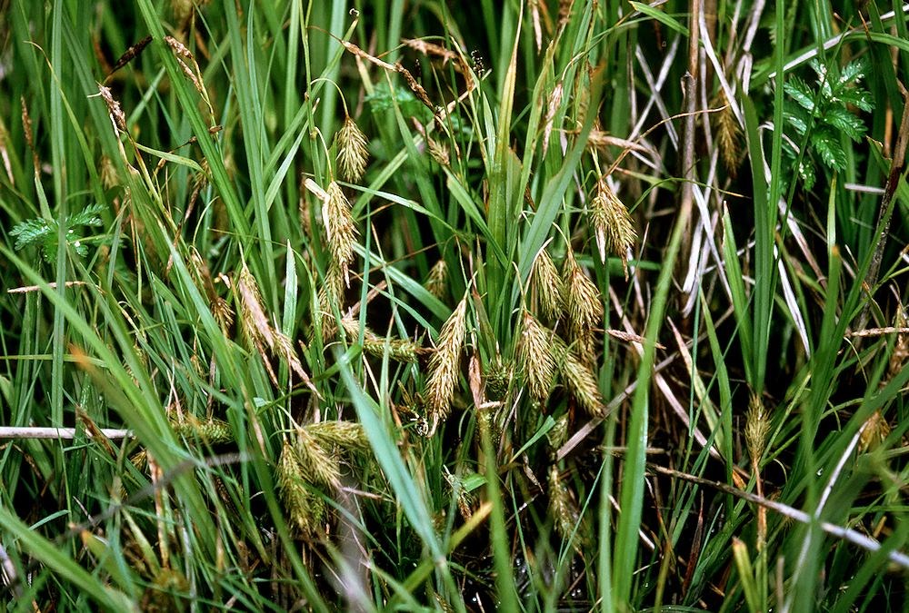 Strand-Star (Carex paleacea)