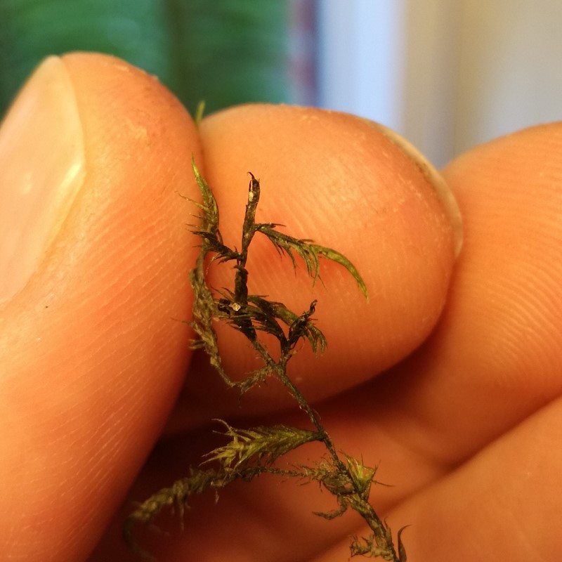 Seglmos sp. (Drepanocladus sp.)