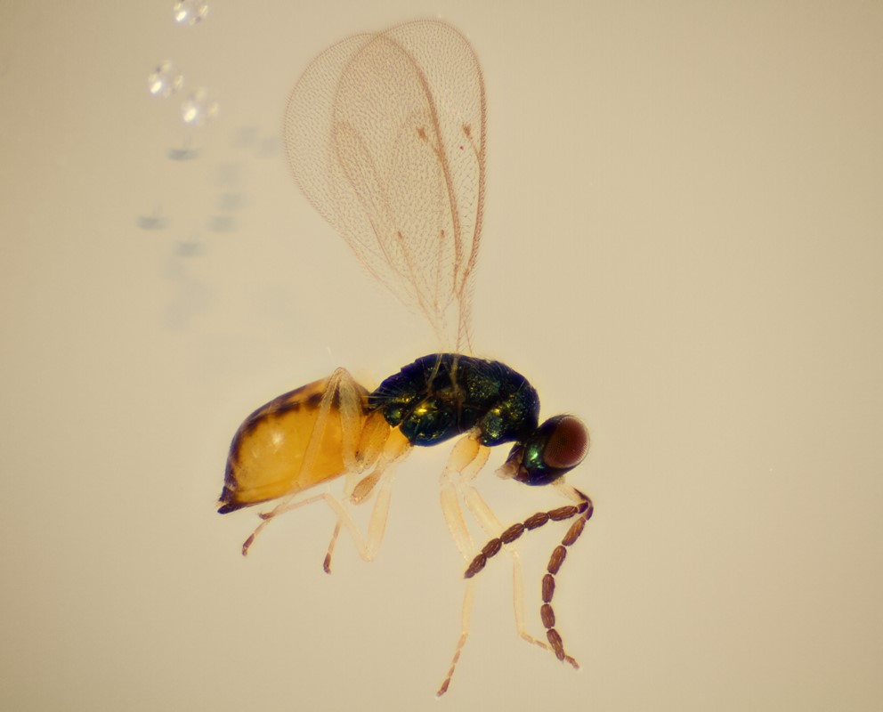 Pnigalio soemius (Pnigalio soemius)