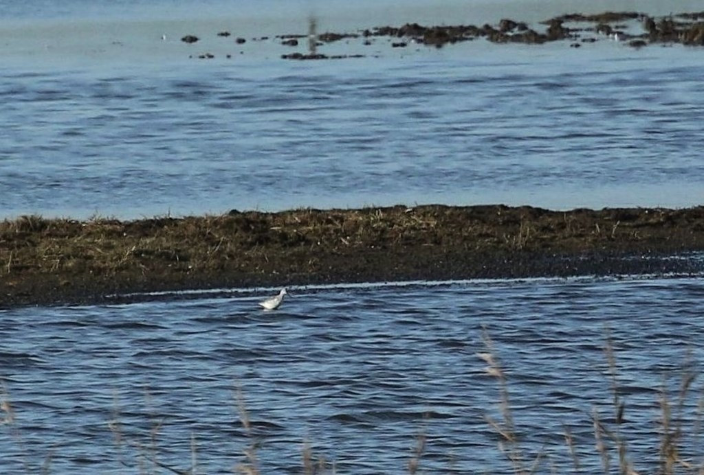 Amerikansk Svømmesneppe (Phalaropus tricolor)