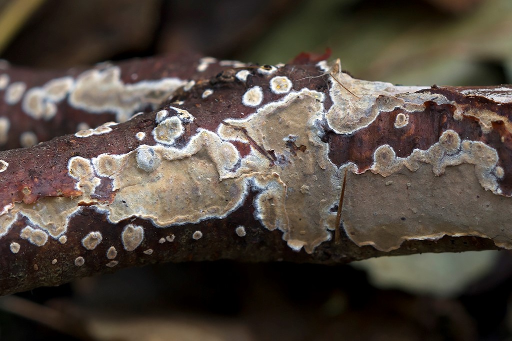 Exidiopsis griseobrunnea (Exidiopsis griseobrunnea)